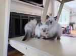 Siamese Kittens - Siamese Kitten For Sale - MA&comma; US