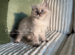 Louie - Ragdoll Kitten For Sale - 