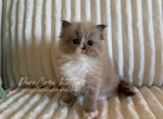 Ragdoll kittens - Ragdoll Kitten For Sale - 