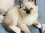 Male litter x 5 - Ragdoll Kitten For Sale - Saint Clair&comma; MI&comma; US