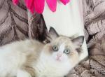 Hippy - Ragdoll Kitten For Sale - Saint Clair&comma; MI&comma; US