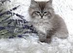 Brooks - Ragdoll Kitten For Sale - North Lima&comma; OH&comma; US