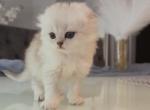 Scottish Fold kitten femalr - Scottish Fold Kitten For Sale - Fort Lee&comma; NJ&comma; US