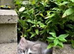gorgeous kitties - Domestic Cat For Sale - 