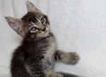 Hugo - Scottish Straight Kitten For Sale - 