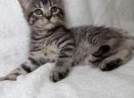 Henry - Scottish Straight Kitten For Sale - 