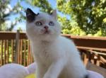 Panda - Scottish Straight Kitten For Sale - Denver&comma; CO&comma; US