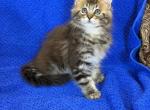 Diego - Maine Coon Kitten For Sale - Brooklyn&comma; NY&comma; US