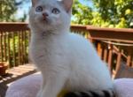 Goldie - Scottish Straight Kitten For Sale - Denver&comma; CO&comma; US