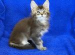 Dexter - Maine Coon Kitten For Sale - 