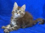 Dina - Maine Coon Kitten For Sale - Brooklyn&comma; NY&comma; US