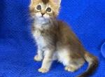 Duke - Maine Coon Kitten For Sale - Brooklyn&comma; NY&comma; US