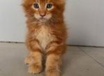Flame - Maine Coon Kitten For Sale - Brooklyn&comma; NY&comma; US