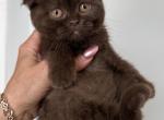 Younger Scottish Fold Chocolate Female - Scottish Fold Kitten For Sale - Orlando&comma; FL&comma; US