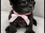 Caribbean Coons of Sarasota - Maine Coon Kitten For Sale - Sarasota&comma; FL&comma; US