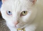 Miya - Turkish Angora Cat For Adoption - Cartersville&comma; GA&comma; US