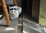 Cleo - Domestic Kitten For Sale - 