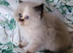 Yoko - Himalayan Kitten For Sale - IL&comma; US