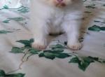 Paul - Himalayan Kitten For Sale - 