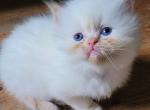 John - Himalayan Kitten For Sale - 