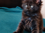 Black Solid European Maine Coon Boy  LynxRuneCode - Maine Coon Kitten For Sale - DC&comma; US