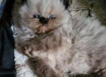 George - Himalayan Kitten For Sale - 
