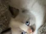 Baby female - Ragdoll Kitten For Sale - 