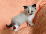 Baby female - Ragdoll Kitten For Sale - Syracuse&comma; NY&comma; US