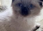 Baby male - Ragdoll Kitten For Sale - Syracuse&comma; NY&comma; US