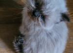 Ringo - Himalayan Kitten For Sale - IL&comma; US