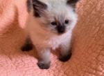 Baby F - Ragdoll Kitten For Sale - Syracuse&comma; NY&comma; US