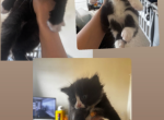Oreo - Domestic Kitten For Sale - Yonkers&comma; NY&comma; US
