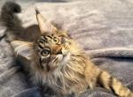 Bjorn - Maine Coon Kitten For Sale - 