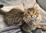 Bjorn - Maine Coon Kitten For Sale - Jacksonville&comma; FL&comma; US