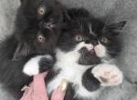 Domino - Exotic Kitten For Sale - Fair Oaks&comma; CA&comma; US