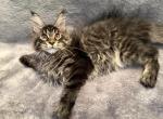 Benny - Maine Coon Kitten For Sale - 