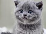 Iron Scottish Straight - Scottish Straight Kitten For Sale - 