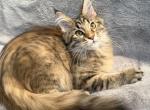 Agnetha - Maine Coon Kitten For Sale - Jacksonville&comma; FL&comma; US