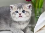 Ivetty Scottish Straight - Scottish Straight Kitten For Sale - 