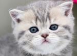 Isabella - Scottish Straight Kitten For Sale - 