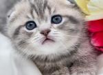Isolde Scottish Fold - Scottish Fold Kitten For Sale - Watertown&comma; NY&comma; US