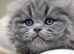 Imperor Scottish Fold - Scottish Fold Kitten For Sale - Watertown&comma; NY&comma; US