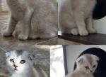 Scottish Fold Female - Scottish Fold Kitten For Sale - Palm Coast&comma; FL&comma; US