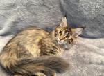Anni Frid - Maine Coon Kitten For Sale - Jacksonville&comma; FL&comma; US