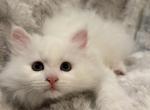 Dumpling of FirCountry Siberians - Siberian Kitten For Sale - Castle Rock&comma; WA&comma; US