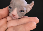 Tuxedos - Sphynx Kitten For Sale - IL&comma; US
