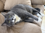 Grayson - Domestic Cat For Sale - Denton&comma; MD&comma; US