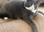 Fluffy - Domestic Cat For Sale - Denton&comma; MD&comma; US