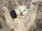 Duchess of FirCountry Siberians - Siberian Kitten For Sale - Castle Rock&comma; WA&comma; US