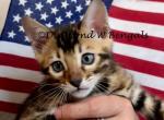Brown male Gray collar - Bengal Kitten For Sale - CO&comma; US